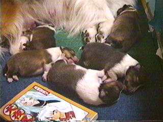 �傫�������