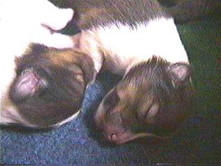 �������肳��