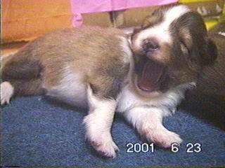 �������Ȃ����сi��肿���j