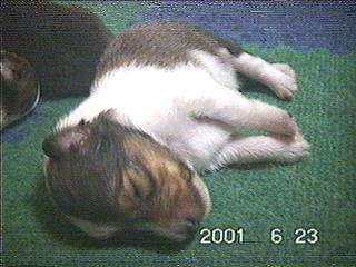 ��������Q�Ă����ꂿ���