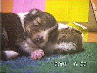 �����܂���ɂ�������i��炿���j