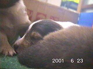 ���񒣂��ꂿ���