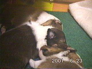 ��������Q�Ă���R�C�̎q��