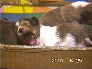 �u�ӂ��`���v����������