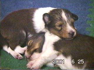 �u�����ڂ���`�v