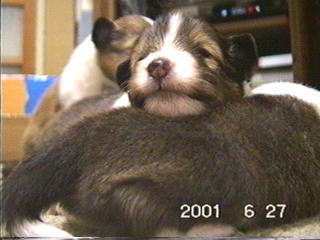 ���Ȃ������ς���