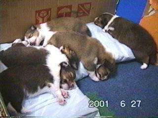 �������肨�₷�݁�