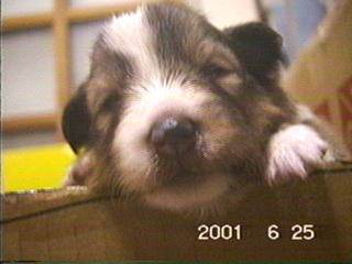 �u���v�̃A�b�v�Ł[�����