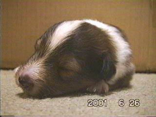 �u���v�̐Q��ł��B