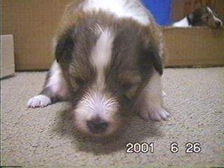 �u���v�`���r�b�g�����E�E�E