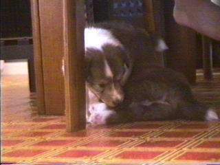 ��ꂪ�����u�ς����v�̐}