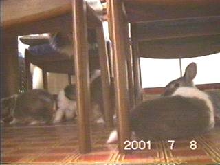 �t�@�~���[���o�����