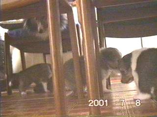 ���邨��������