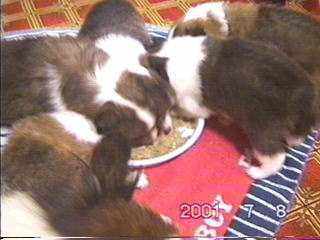 ���̂��H����