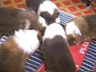 ���ɐH�ׂ��邩�ȁH