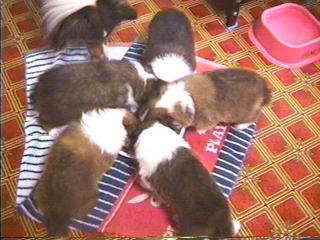 ���̐S�z���Ȃ������I