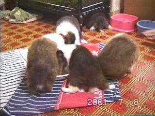 ��邿���ǂ��s���˂�H