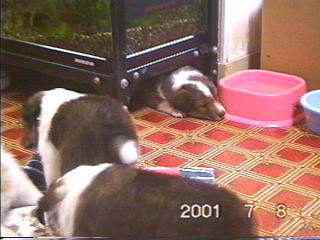 �킽�����u���v���