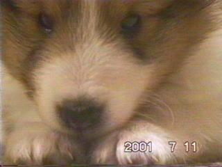 ���̂���X