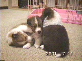 �j�̎q�R�C�i�E����u���v�u���v�u���v�j