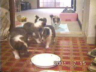 �q���̍s�i