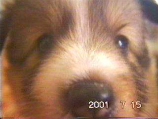 �����߂ށ[�����̃A�b�v