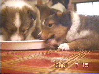 ���H�̎��ԁI�Q�Ȃ���H�ׂĂ�̂̓_���H