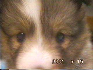 ��ꂿ��񂩂킢���`��