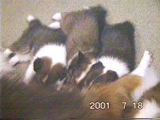 ����ς肨��������i�̂����ς��j