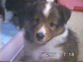 ��ԑ傫�ȁu���v�����