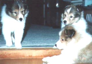 �u�A���Ă������B�v�u�������ȁB�v�u���͂�܂����ȁB�v