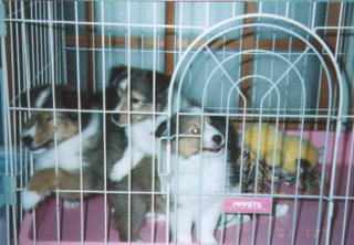 �u�o���ďo���ďo���āv