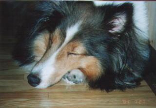 ���͂�����I(-_-) zzz