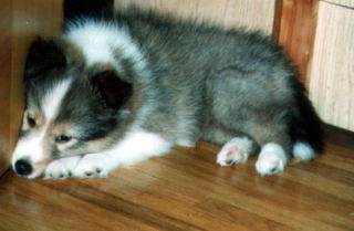 �ށ[�����B�u�˂ނ��́`�v