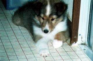 ��邿���B�u�o���Ă�������́�v