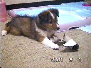 �Ȃ�ł����������