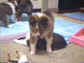 ����ς��񂿂��