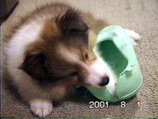 �ȁA�Ȃ��H�����ɁH