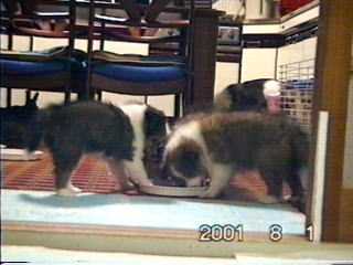 �������܂��H�����I