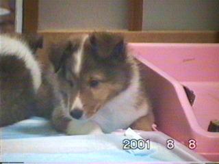 �ǂ����̂������H