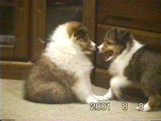 �u���݂̌ċz�v�܂��́u�����v