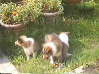 �������Ȃт�����I���߂Ă̂��O��