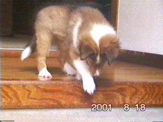 ������҂�i���Ȃ�j�|���́I