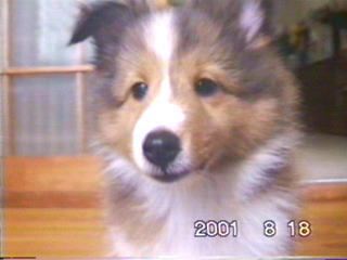 �v�킸�ڂ��_�I