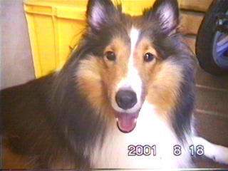 �ȂɁH�킽���ᖰ���̂�I