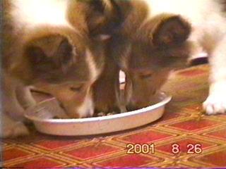 �R�C���ǂ��E�E�E����H