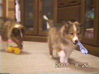 �u���肢��I�v�u�C���āI�v