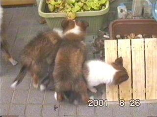 �T���A�T���@�����I�߂��������I