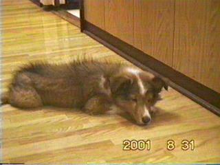 ��邿���Ō�̖�