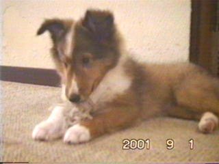 �V��ł�u���v�����